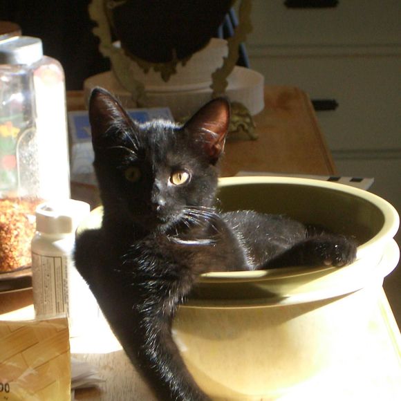 Meet your Posher, Jennifer - Picture 1 of 1